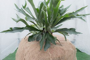 Platycerium (corna di alce)